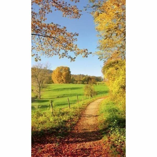 Dimex | Dimex Line | MS-2-0066 | Fototapete | Vlies | Versch. Größen | Wald &amp; Pflanzen | Grün