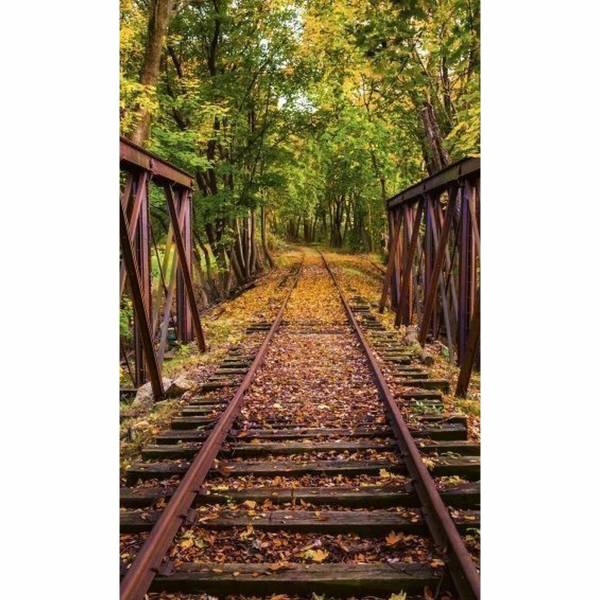Dimex | Dimex Line | MS-2-0055 | Fototapete | Vlies | Versch. Größen | Wald &amp; Pflanzen | Grün