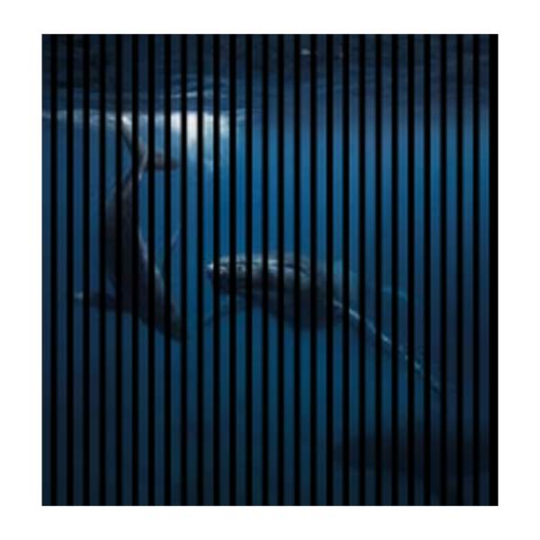 Akustikpaneele mit Digitaldruck Wale Meer Wandpaneele Blau in versch. Größen Akustikpaneele mit Digitaldruck Wale Meer Wandpaneele Blau in versch. Größen